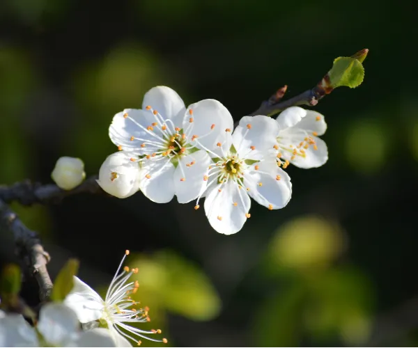 Klai Kangwon Palace Hotel Riva Hua Hin